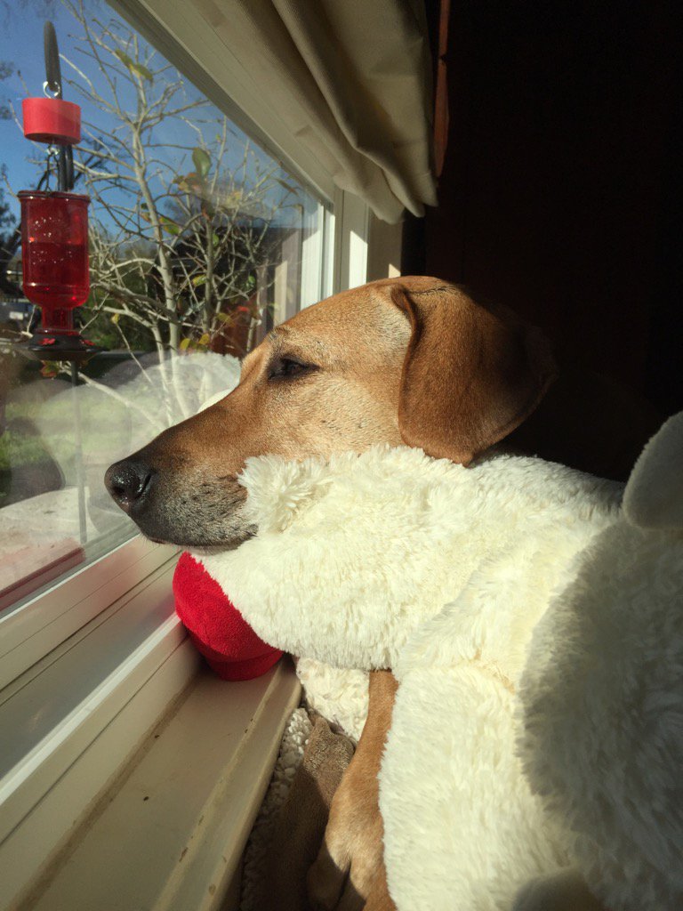 grnbullitt's tweet image. Riley feeling some morning sun on her face #MissRiley