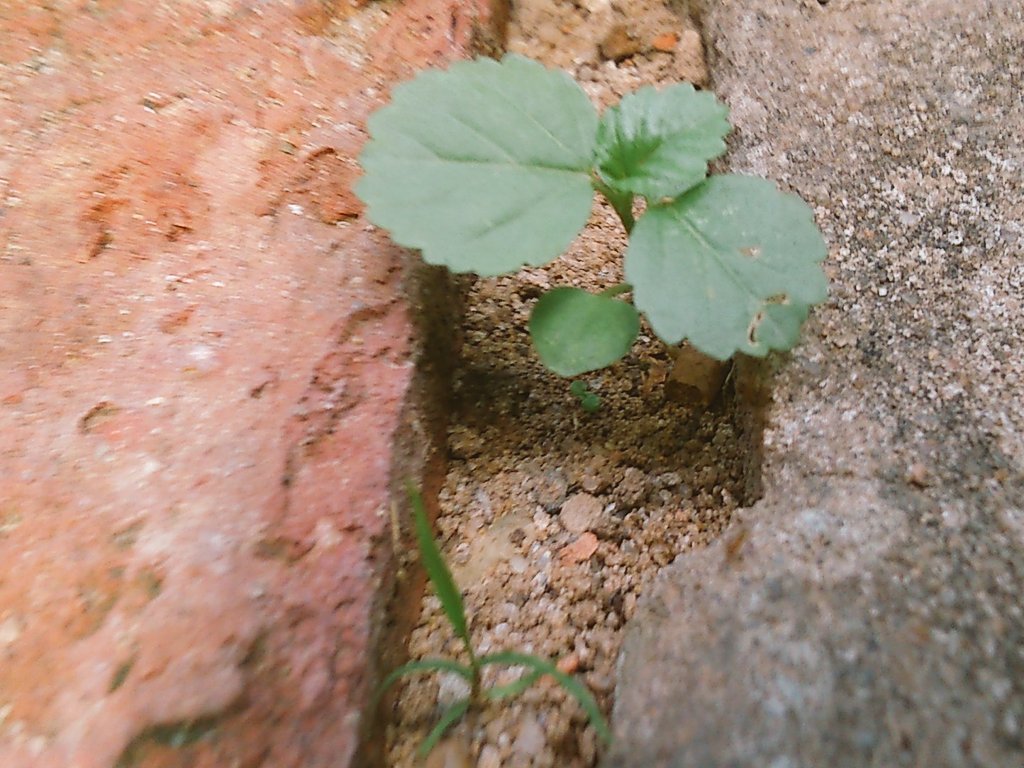 Ventuxeo's tweet photo. #plantita #pequeña #cute #kawaii #estoesunhashtag xD https://t.co/jTYaIwRS81