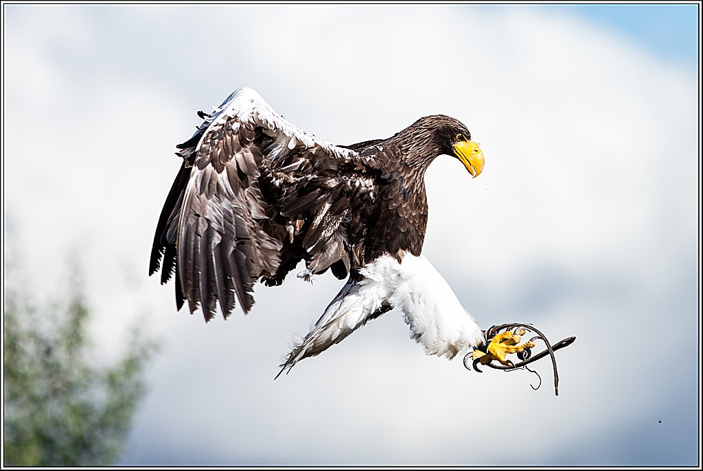 immer schön Strecken - Riesenseeadler
