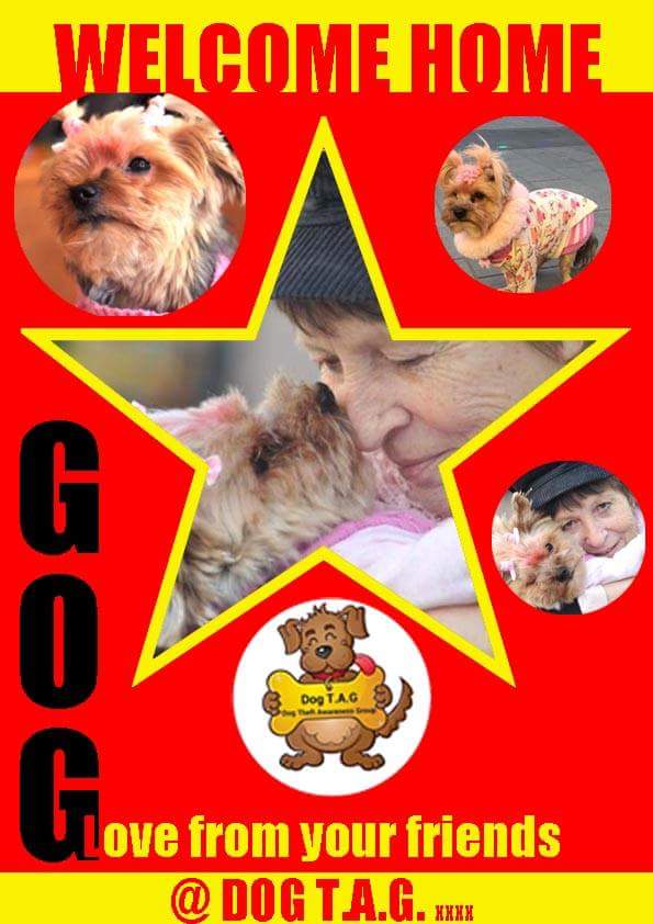 #FindPippin (@traceytracker01) on Twitter photo With love from your friends <a href="/DogTAGMids/">Dog TAG</a>. Follow us and help to support owners to get their lost & stolen dogs home. With love from your friends <a href="/DogTAGMids/">Dog TAG</a>. Follow us and help to support owners to get their lost & stolen dogs home.