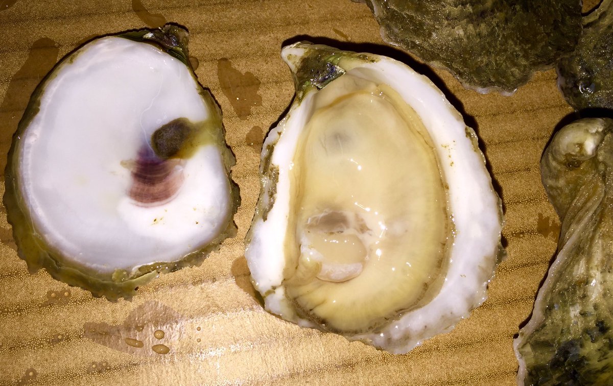 Perfectly formed shell #MassacreIslandALOysters beautiful salt flavor <a href="/chefbrianlandry/">Brian Landry</a> <a href="/PecheNOLA/">Peche Restaurant</a> @chrishastings00
