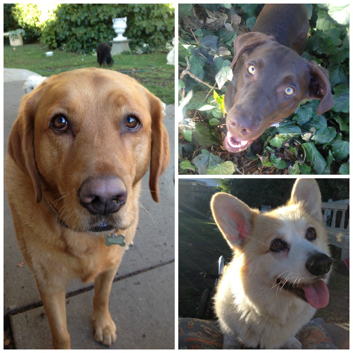 dogipack's tweet photo. We can't get enough of our #DogiPack #K9ClubMembers! Would ya look at these BEAUTIFUL faces!!!! #FreshStart #Summer https://t.co/P3ZgtlZrli