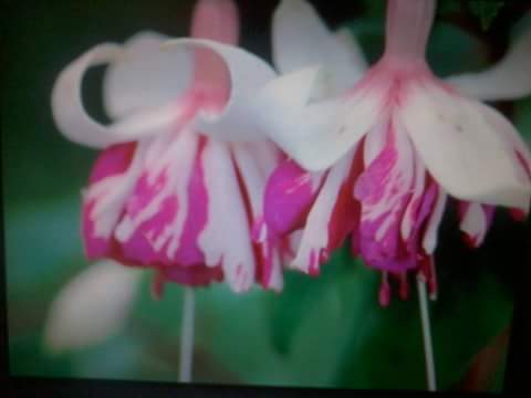 fuchsiaplugs's tweet photo. #FlyingScotsman  #plugplants available to order from our website on this glorious #sunshine day we love our #fuchsia https://t.co/NC3yxjb2j5