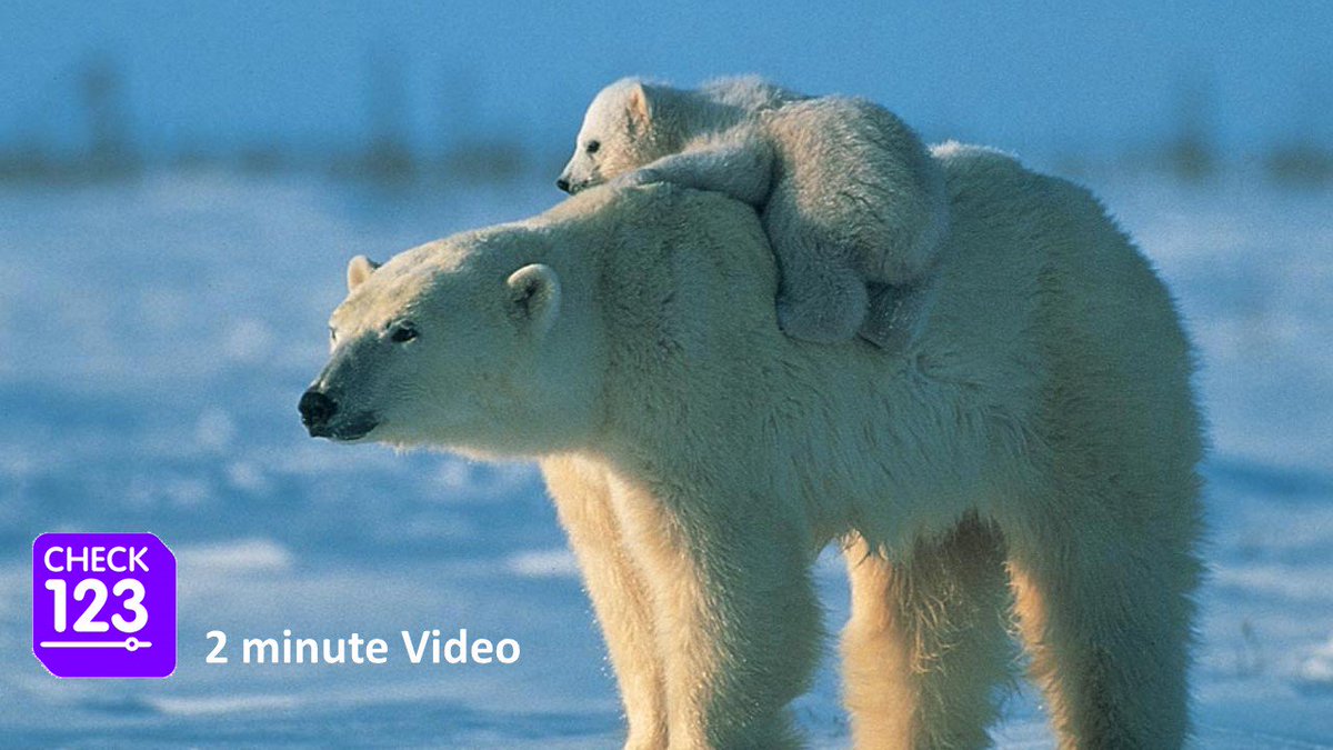 Check123Nature's tweet photo. How does the polar bear mother protect her cubs?
Amazing video:  https://t.co/jyjtDhSzXZ
#animals #Motherhood https://t.co/V0mKErxPHY