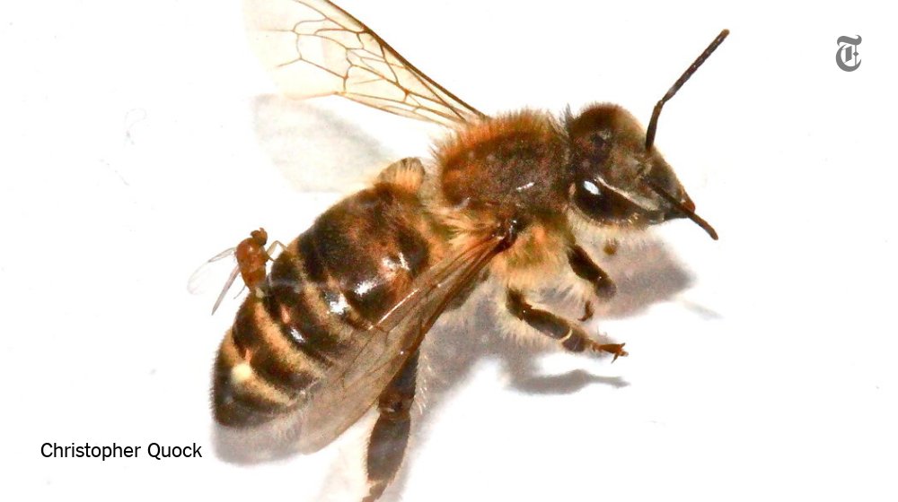 nytimes's tweet photo. Infestations of “zombie bees” have spread across the United States in recent years https://t.co/DOTAW44fY8 https://t.co/mR0siHdTnU