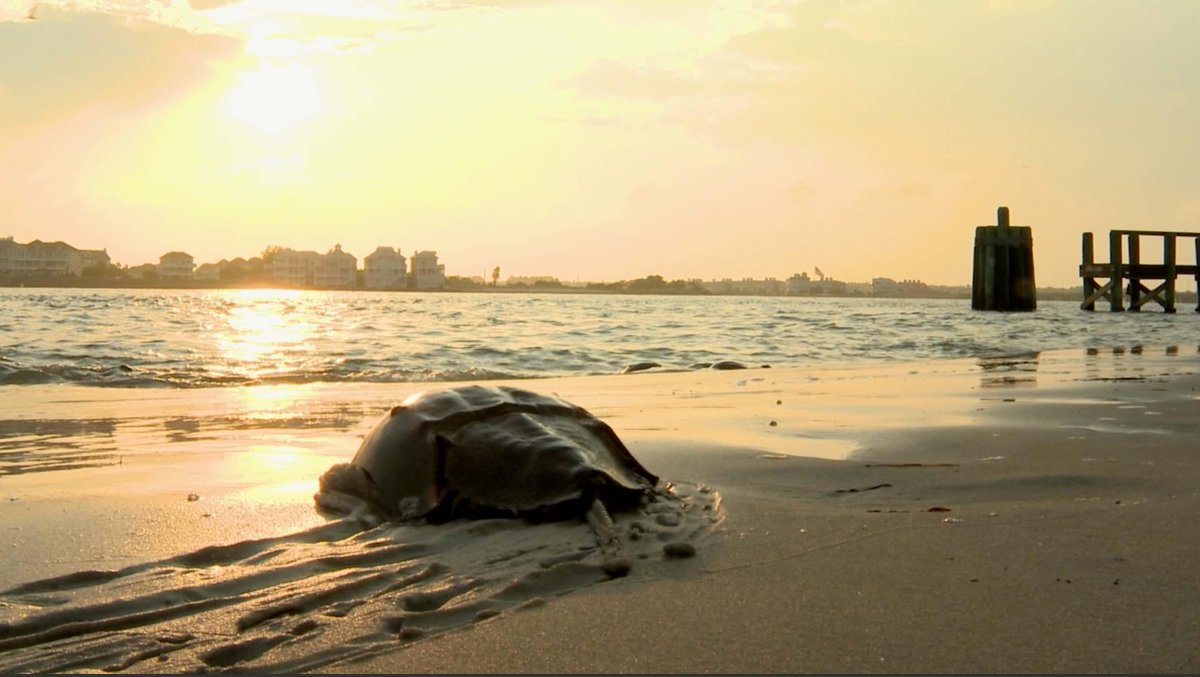 StephenSchatz's tweet photo. The Horseshoe Crab - #Maryland's Living Fossil https://t.co/2AbgtsePRA via @YouTube #chesbay https://t.co/UkHdtFRXRg