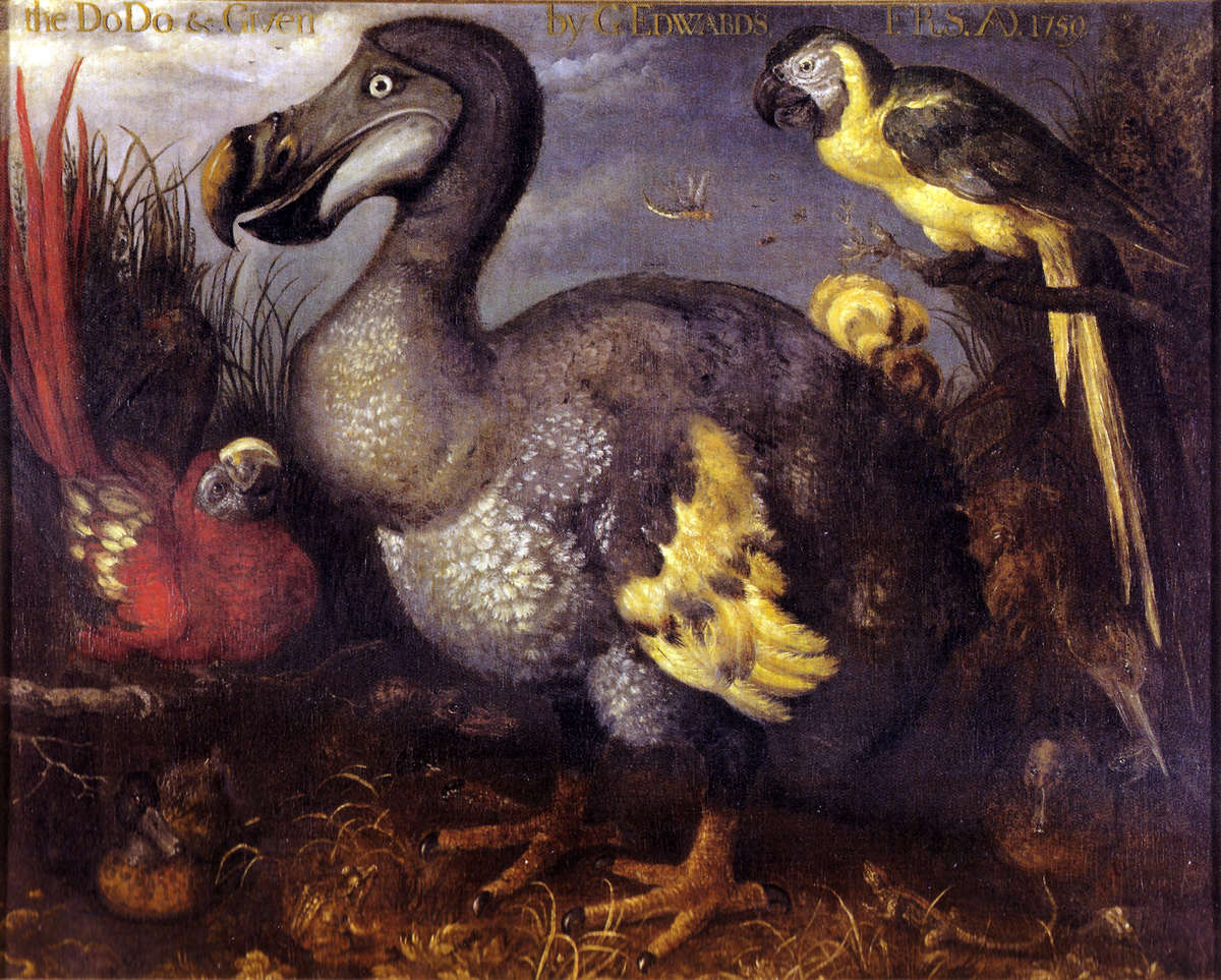 Vindication at last? Dodos were actually not that dumb <a href="/AMNH/">American Museum of Natural History</a> pops.ci/tUQJA1