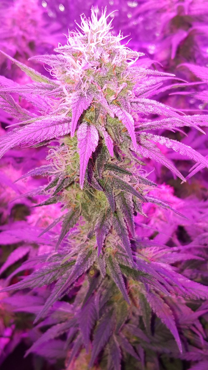 TheLoudBank's tweet photo. We follow everyone! #stonernation #teamkush #stonerfam #ganja #weed #cannabis #marijuana #maryjane #stonercircle https://t.co/6Dklupwivj