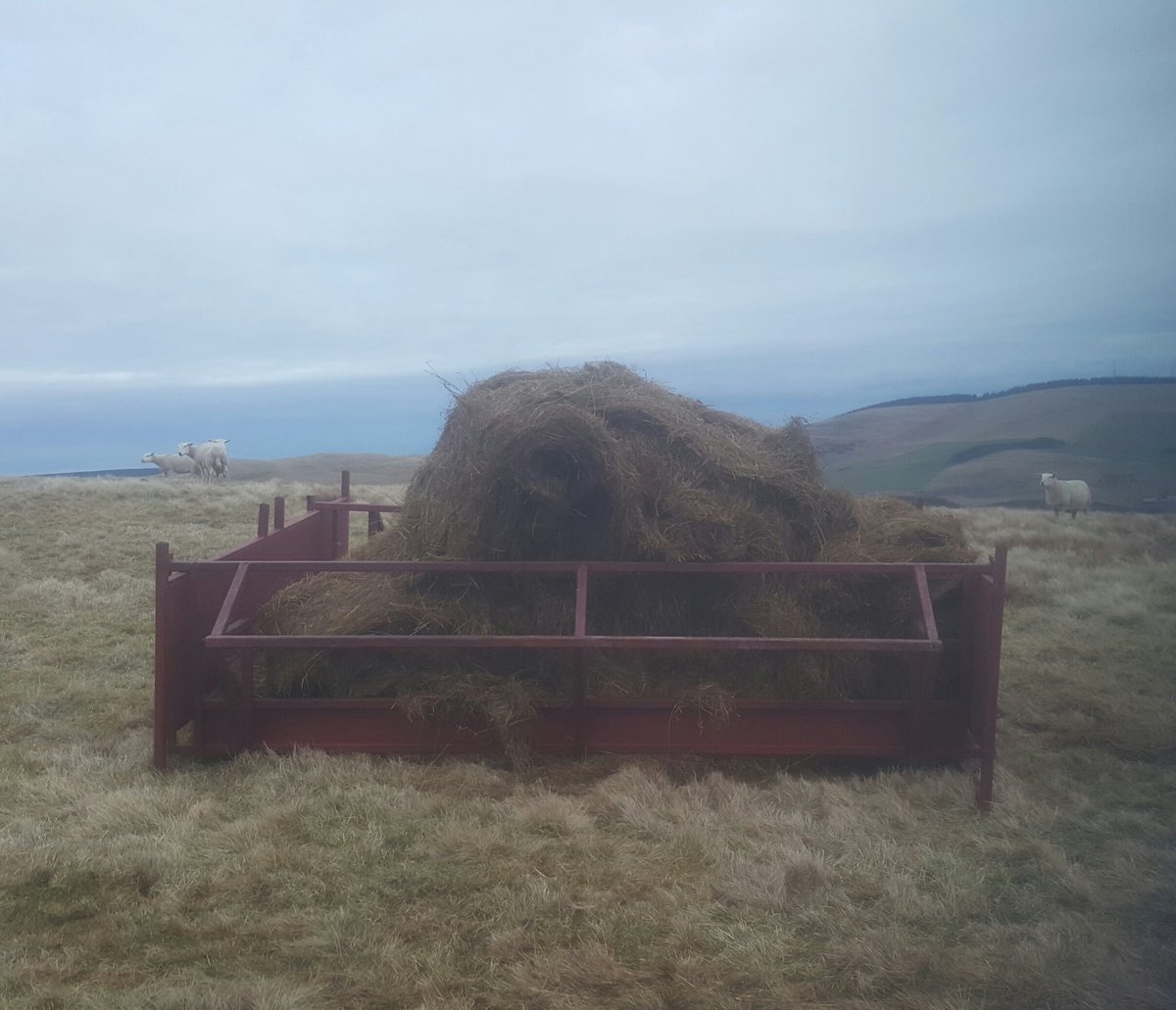 Kyle Thomson On Twitter First Day Trying Out The New Sheep