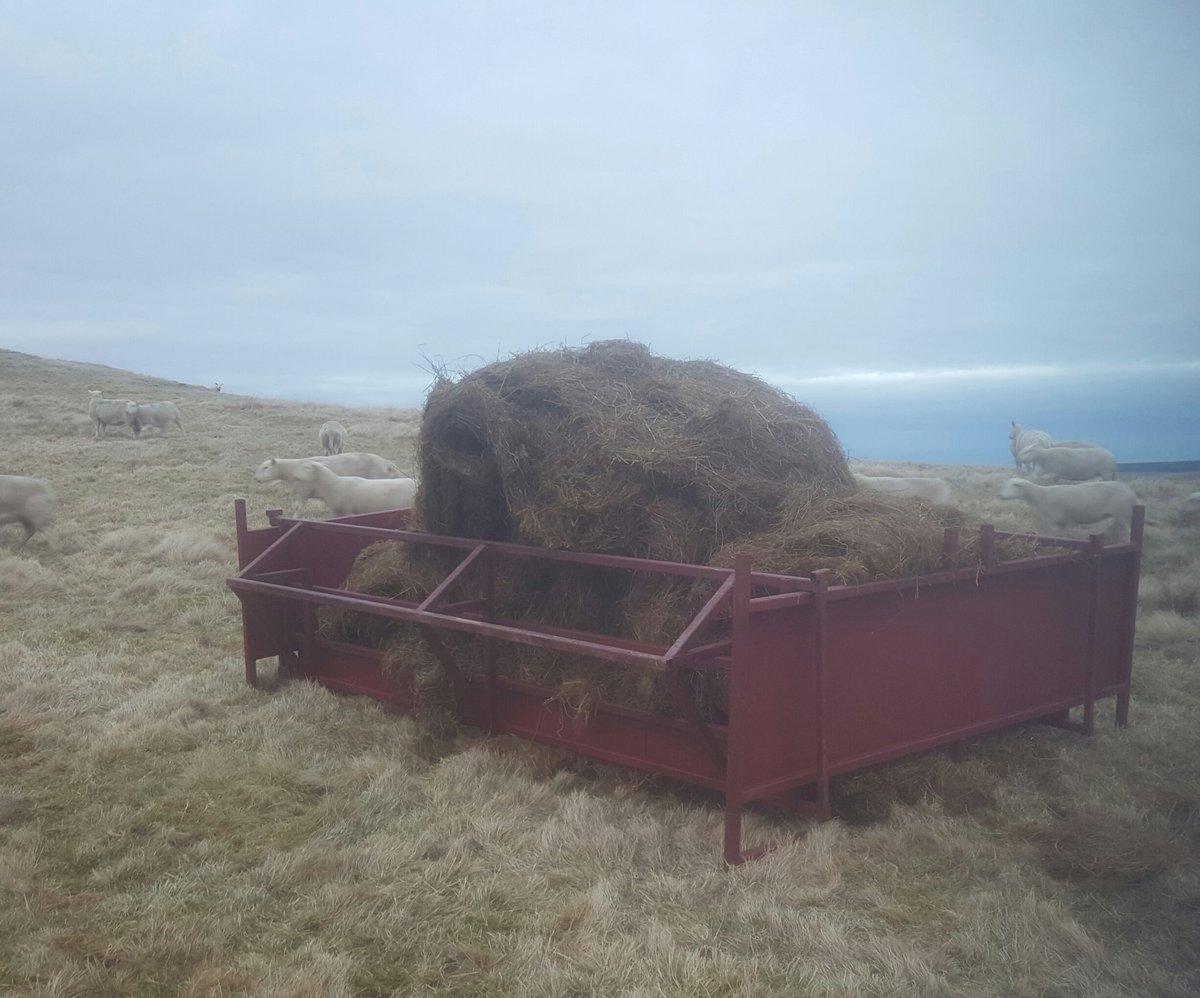 Kyle Thomson On Twitter First Day Trying Out The New Sheep