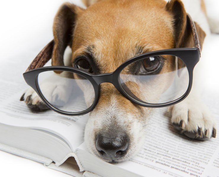 thedogreference's tweet image. The Craziest #Myths About #Dogs
#MythsBusted  goo.gl/piHVwL