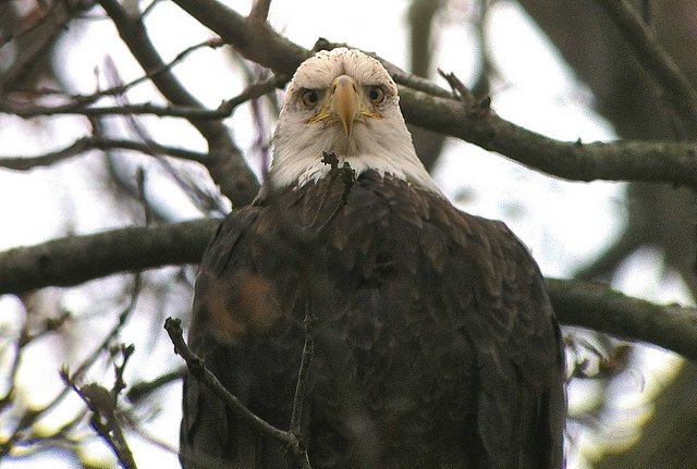 DCist's tweet image. Groups are offering $25,000 for information on 13 dead eagles found in Maryland. answers.dcist.com/2016/02/wildli…
