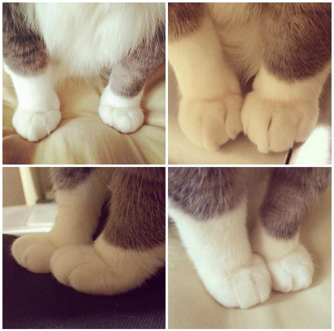 PicsOfCuteCats's tweet photo. If you are sad, please look at this. https://t.co/Pzj3N6ihyM