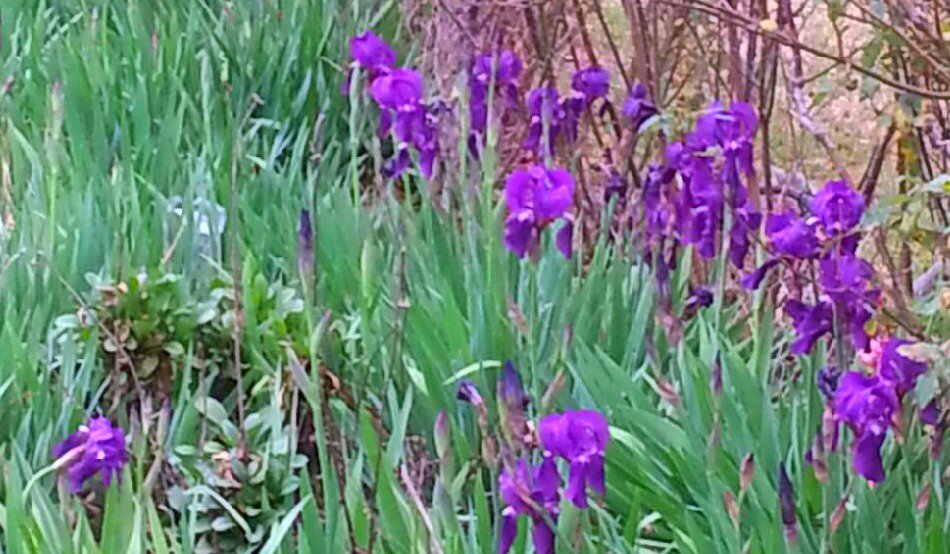 SunsetWineryTX's tweet photo. The Flowers that bloom..tr la! #SunsetWinery #Flowers #Spring #GoTexan #WayOutWineries #BurlesonTX #TexasWineCountry https://t.co/a3gT4dc1EX