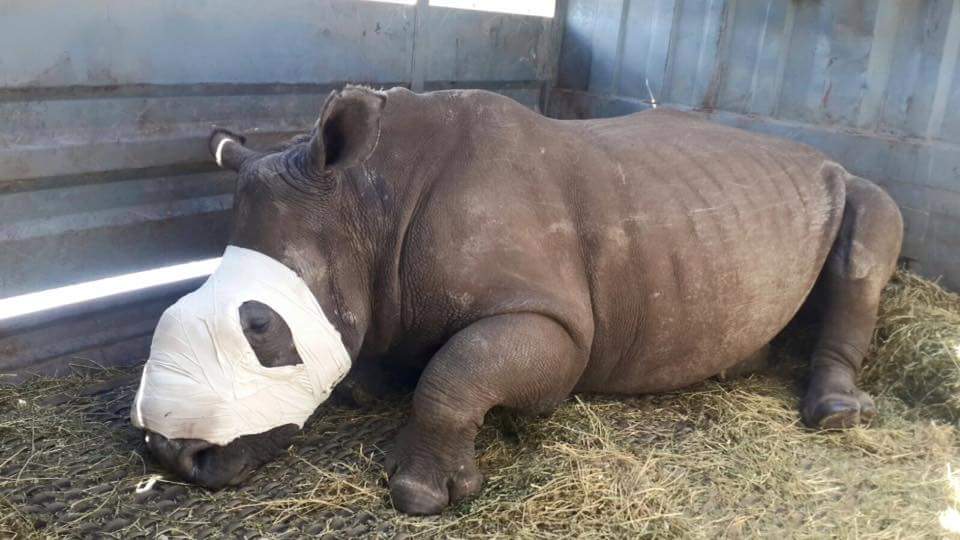 SavingSurvivors's tweet photo. #Hope arrived safely at her new home and is settling in!
For updates visit https://t.co/fJfFyvSpz4
#MovingHope https://t.co/3mRZslvhrO