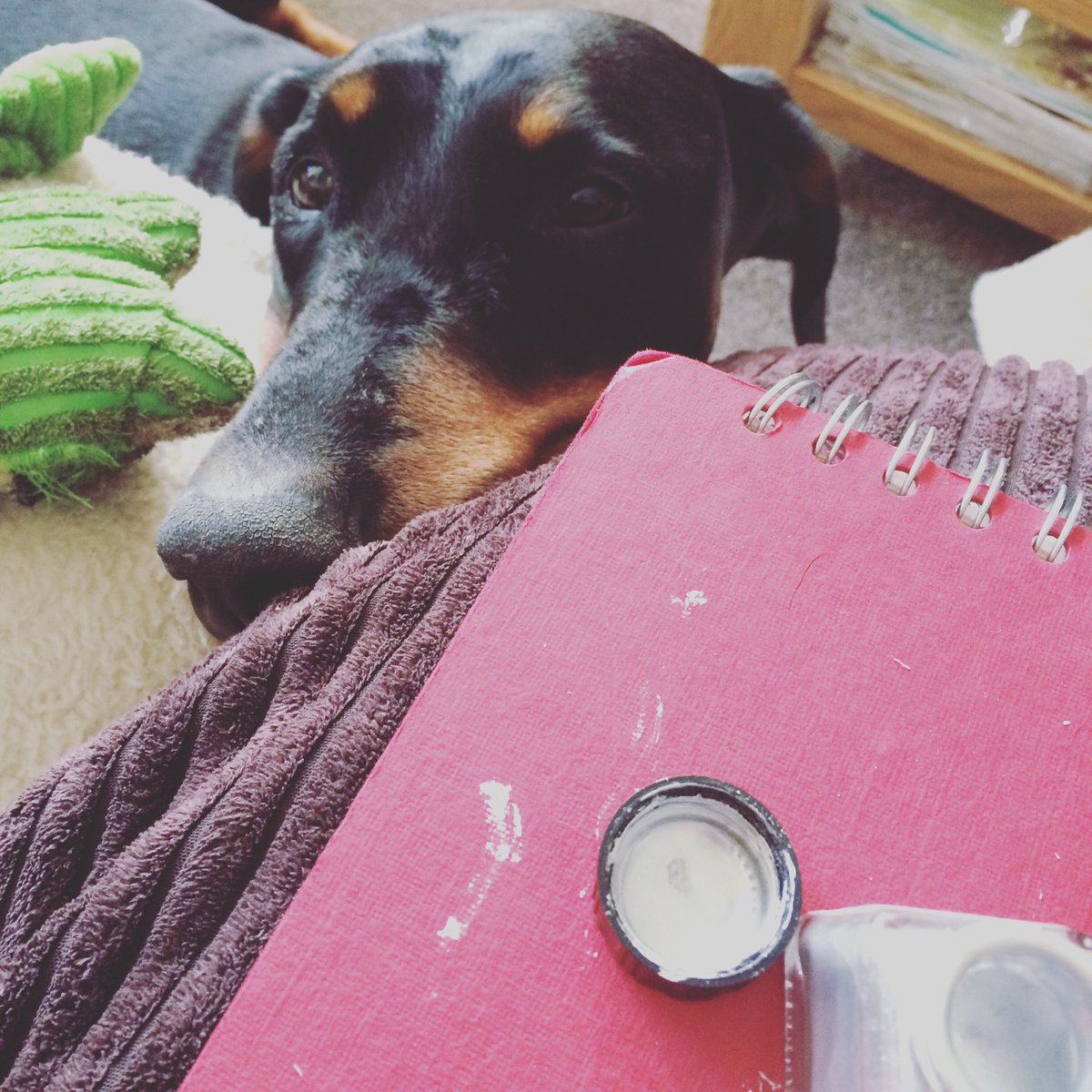 gsbrown92's tweet photo. Trying to work...who can resist #thatface ?! #doberman #design #canweplayyet #cute https://t.co/0J9ebMwLKf
