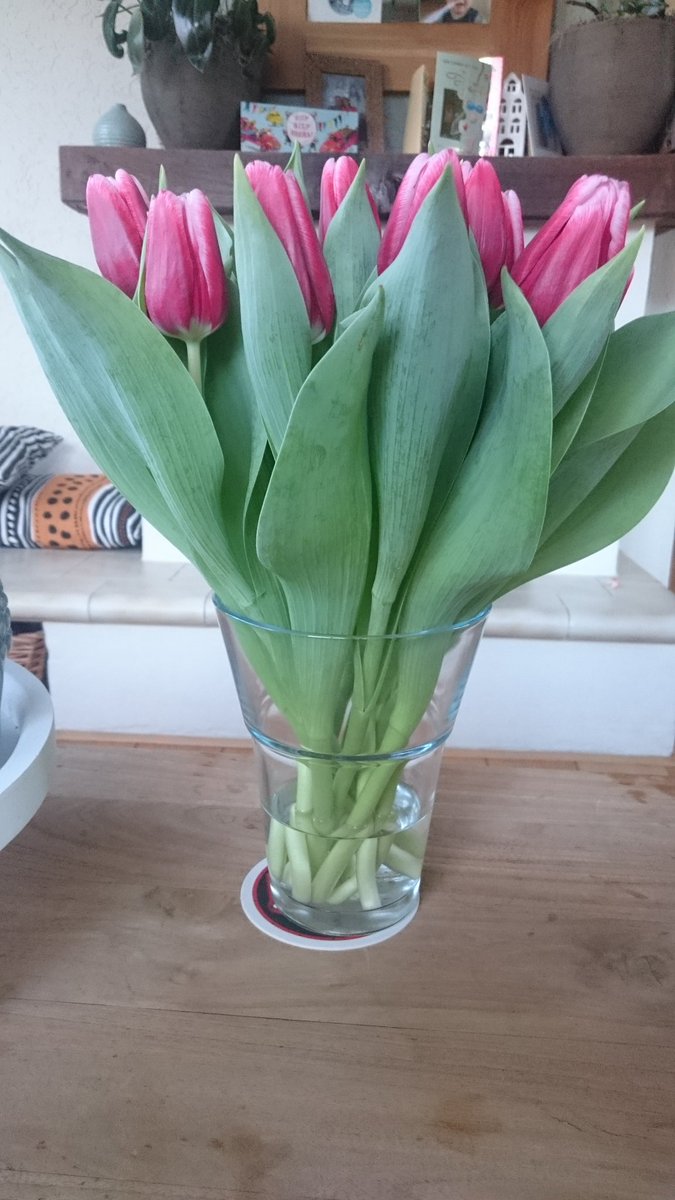 Mooie bos tulpen "Vampire" #tulp