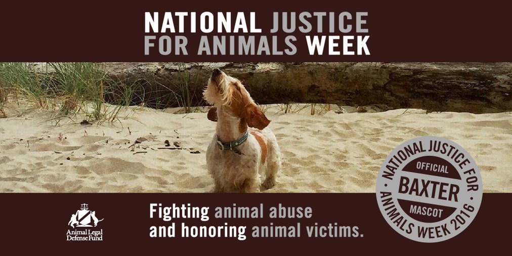 ALDF's tweet photo. Don't just read the news, make it! Take action for National Justice for Animals Week: https://t.co/c6GTHe3OE1 #NJAW https://t.co/0pfUkRnbP0