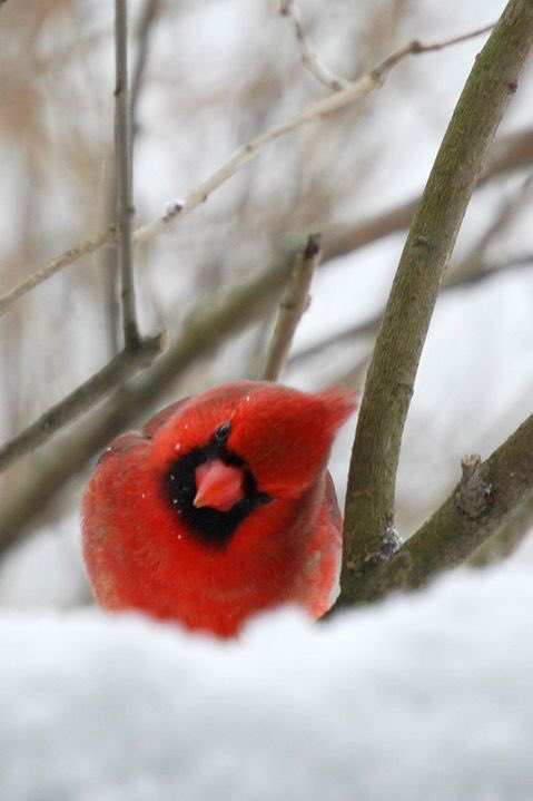 Tout le rouge CcFQDzDW4AQFTWj