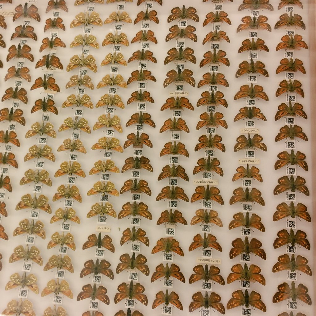 DaniiK's tweet photo. #TIL 27km of shelves @NHM_Science &amp; 22 million animals on them #CiscoPitStop #Darwin @DigiCatapult #nightatthemuseum https://t.co/wNoxIiBsNu