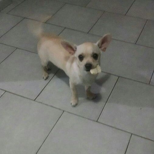 @Cris__Ubuscando a FELIPE s perdio en merlo centro call suipacha el 16/2 comunicat al1532781618