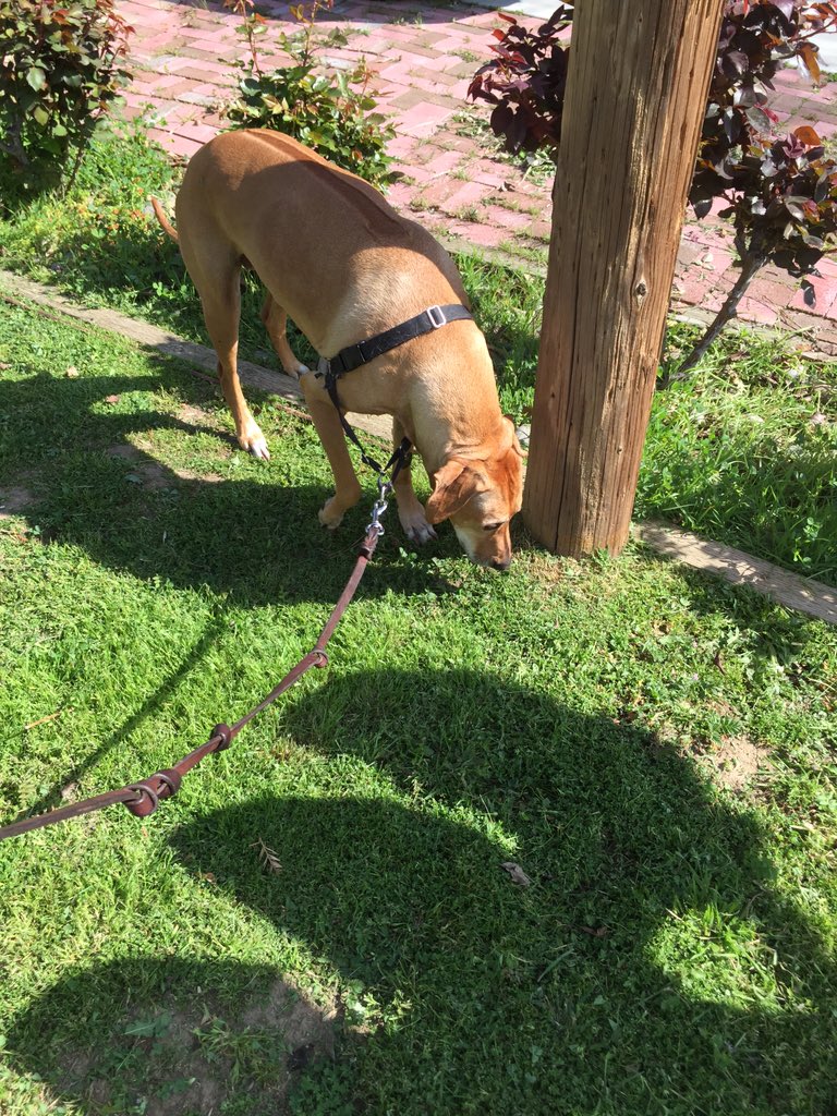 grnbullitt's tweet photo. On our last walk #MissRiley https://t.co/KJq5HzfEwF