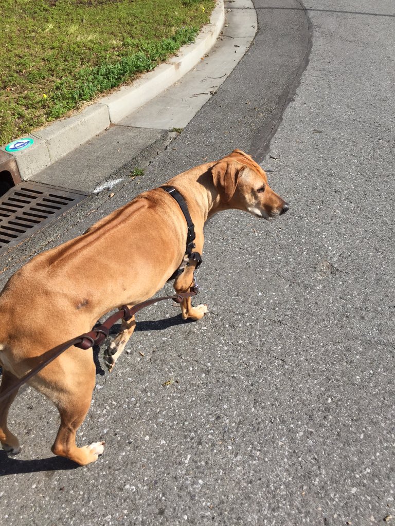 grnbullitt's tweet photo. On our last walk #MissRiley https://t.co/KJq5HzfEwF