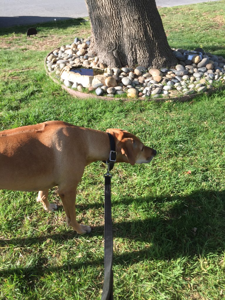 grnbullitt's tweet photo. On our last walk #MissRiley https://t.co/KJq5HzfEwF