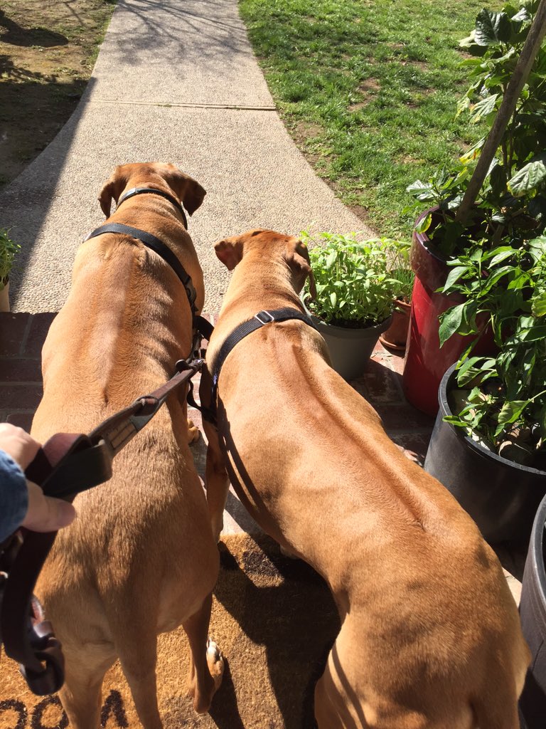 grnbullitt's tweet photo. On our last walk #MissRiley https://t.co/KJq5HzfEwF