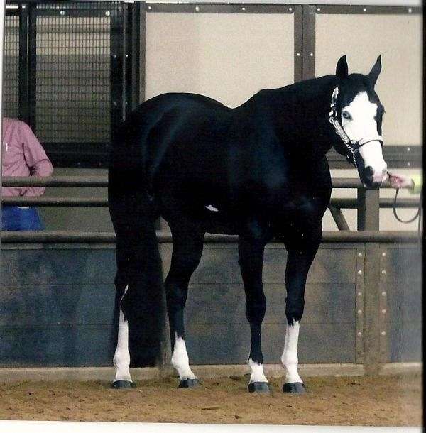 Black Overo Paint Stallion