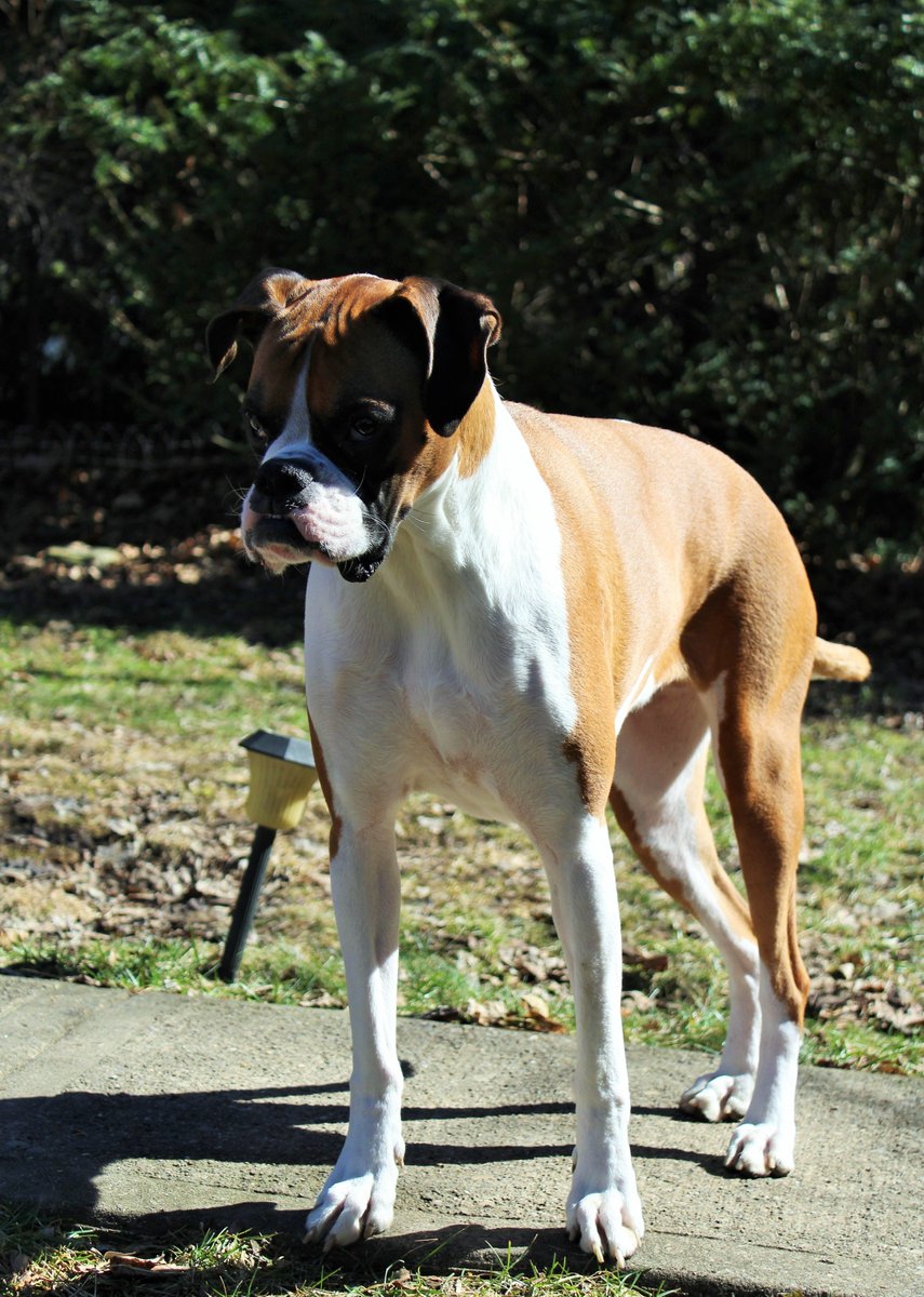 doggiemadness's tweet image. How do I want 2 enjoy my day? Play or walk or both? #dogdecisions #boxerdog #dogsoftwitter #dogs