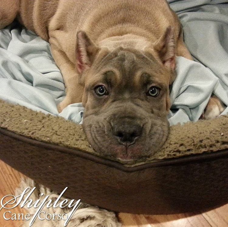 ShplyCaneCorso's tweet photo. Check out the eyes on this beauty. #canecorso #mastiff #puppy #picoftheday #WeLoveAllDogs https://t.co/AamJ1OCL2N