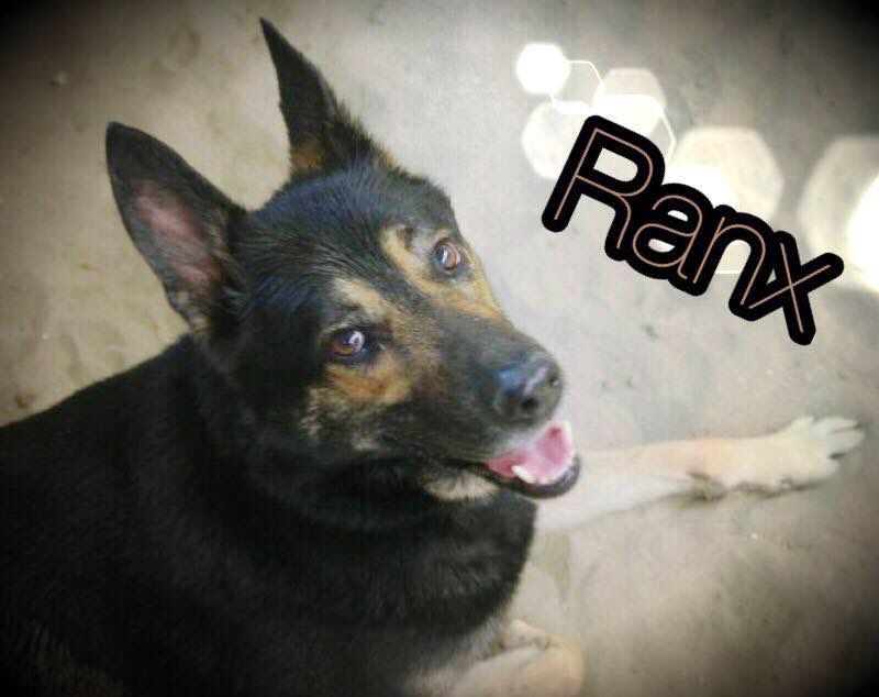 DogloverAri's tweet photo. Momenteel pen ik het dagboek neer van asielhond Ranx! 👌 Volg, like, reageer! https://t.co/dYsQnvYuX4 https://t.co/OkGpRZ41BK