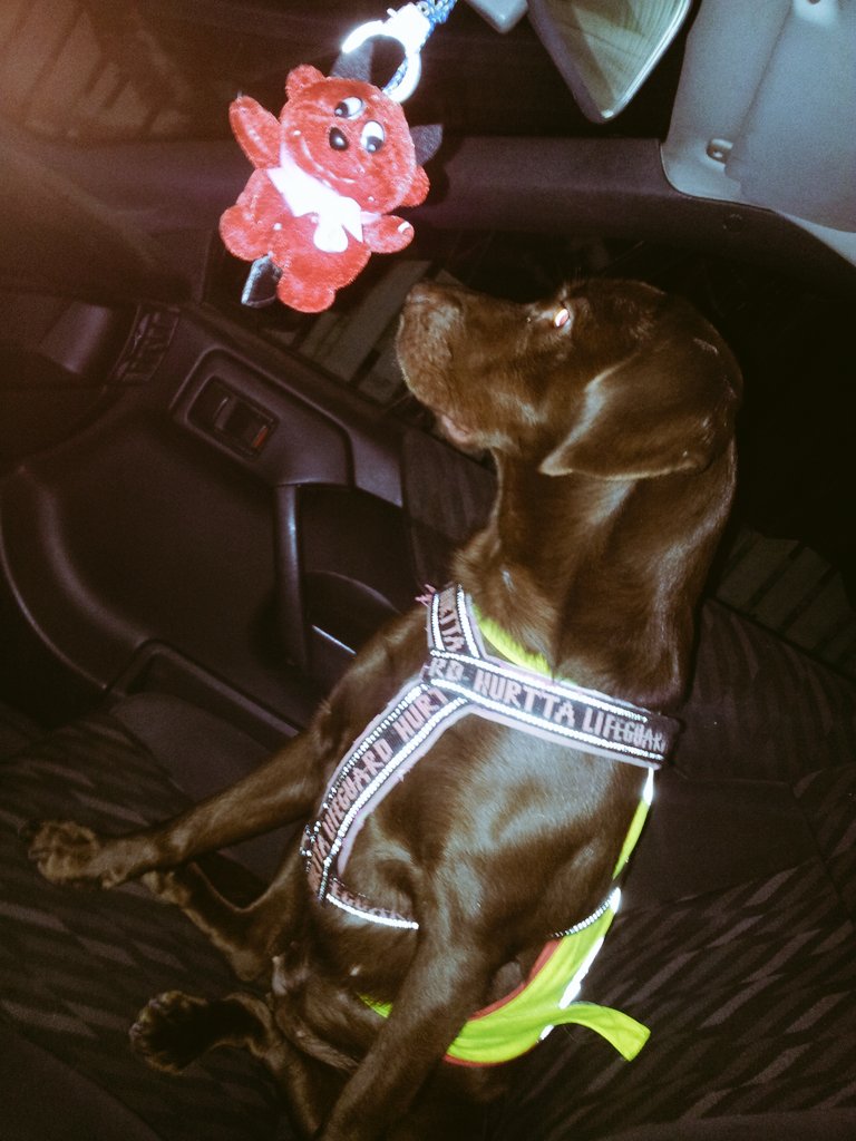 TheFuzilla's tweet photo. Täs me hurtat ollaa lenkil #Doge #Calibra #Apukuski #Varakuljettaja #Kartturi #Rallikuski ja piru https://t.co/C87sYcvcW2