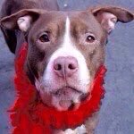 southernpride50's tweet photo. ❤️SAFE 2/24/16❤️TO DIE  2/24/16. NYC. 

CINNAMON-A1065026-F PIT MX 1YR. SWEET https://t.co/ZdRtSJ8f0C… https://t.co/Zswoi0Zna8