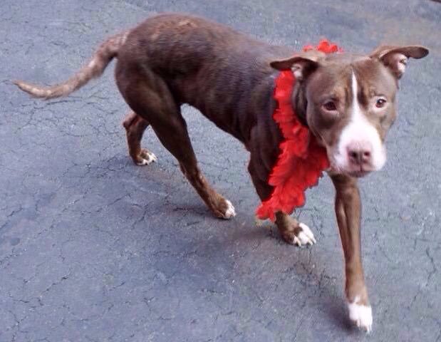 southernpride50's tweet photo. ❤️SAFE 2/24/16❤️TO DIE  2/24/16. NYC. 

CINNAMON-A1065026-F PIT MX 1YR. SWEET https://t.co/ZdRtSJ8f0C… https://t.co/Zswoi0Zna8