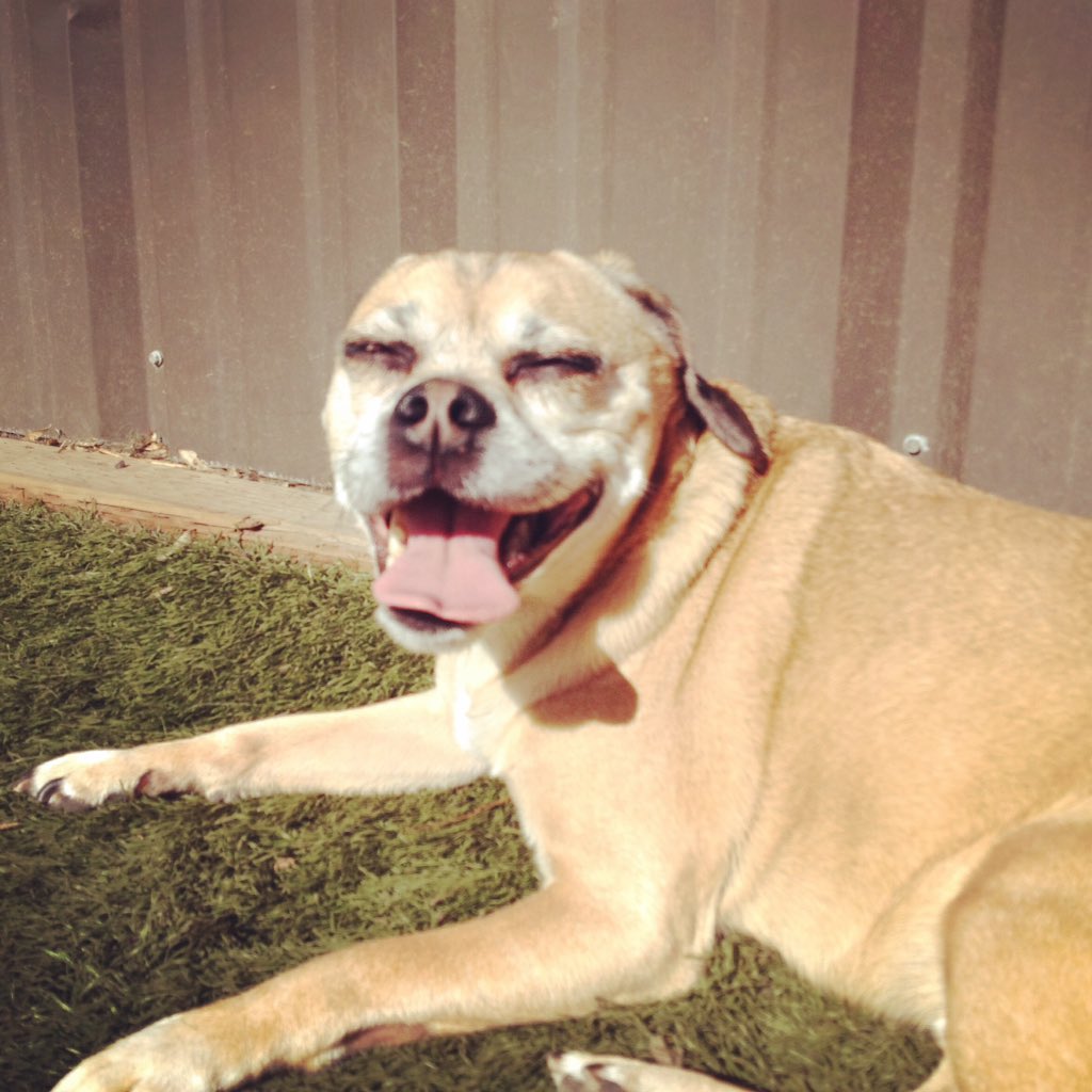 StayPetHotel's tweet photo. Who else is enjoying this sunshine? ☀️ Stay pups love sunbathing in our outdoor yards! #StayPetHotel https://t.co/Iiv1kRUGyf