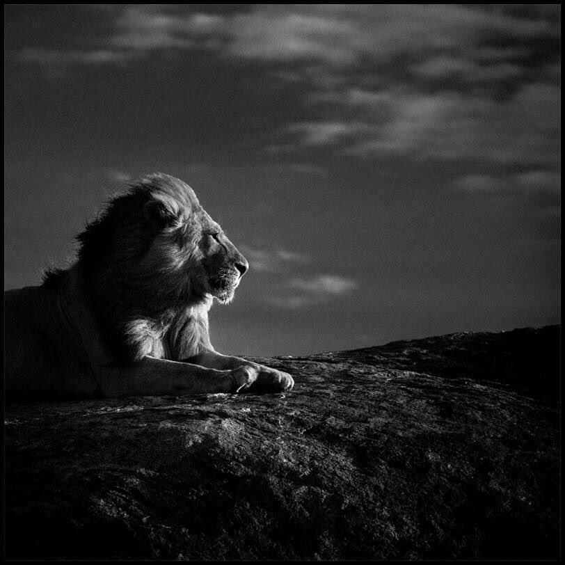 AB2screenwriter's tweet photo. I predict this is the year of the Leo... #BestActor #Revenant https://t.co/9RHYjo8aSQ #Oscars2016