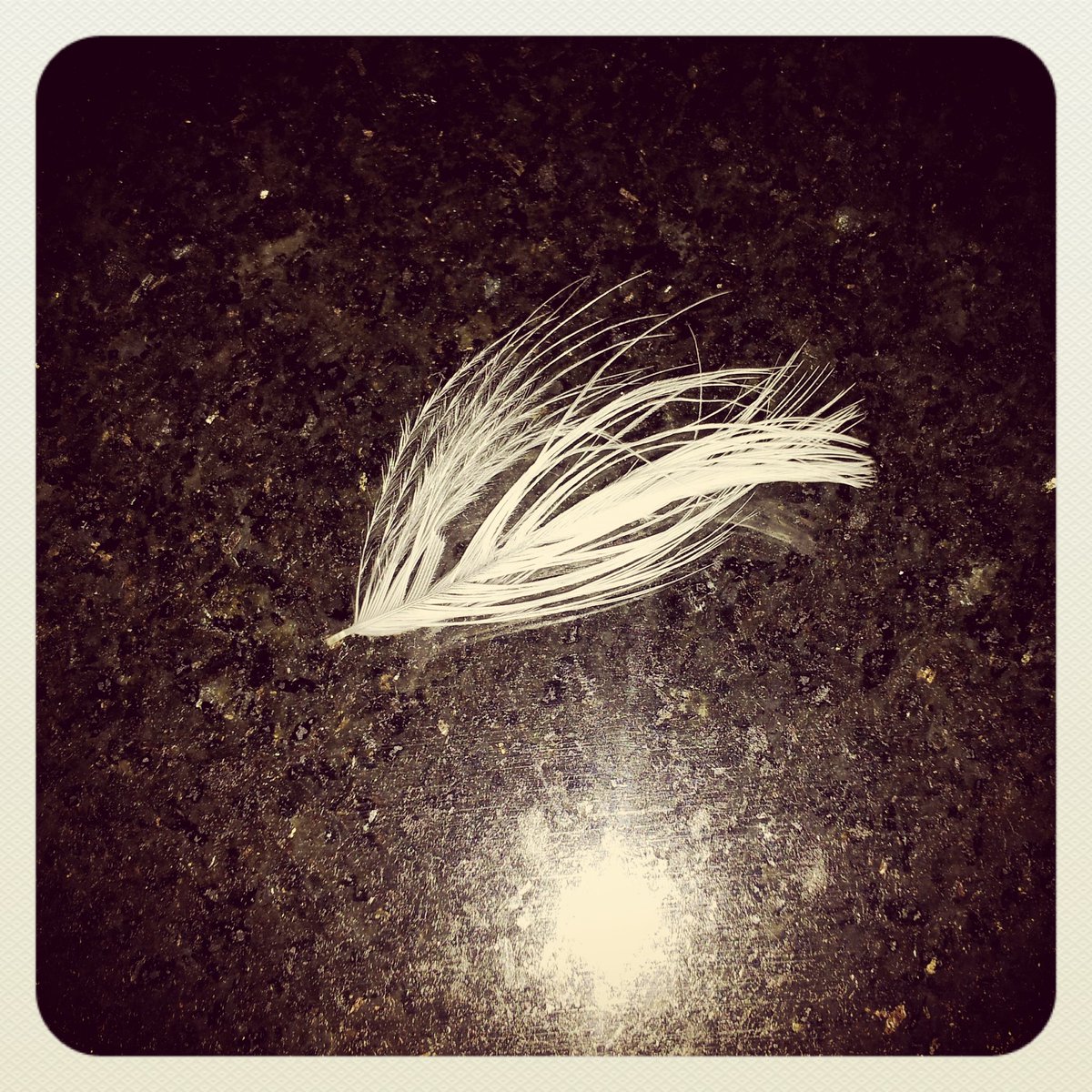 SiKayYPIRA's tweet photo. After a bad couple of weeks, seeing this made me happy! Do u believe that feathers represent angels watching over u? https://t.co/U2vv5n2y7r
