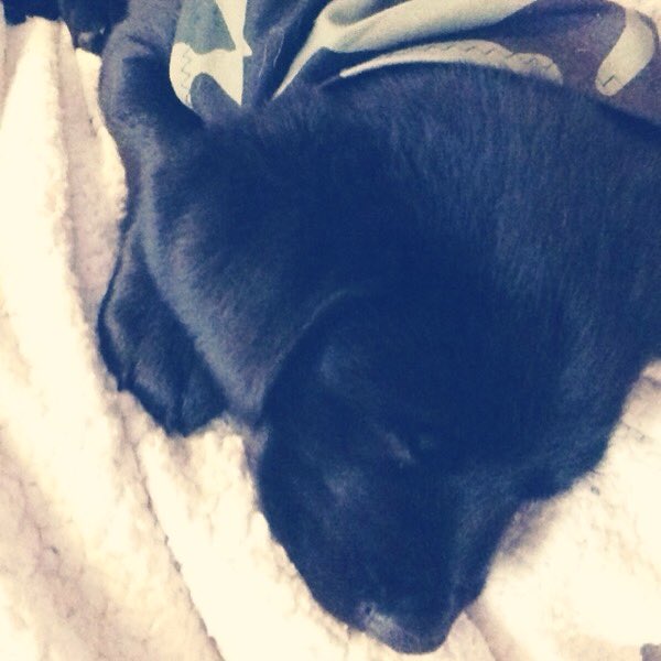 Cookies_Canvas_'s tweet photo. Just wanted to send a shout out to our newest addition Gunner. Puppy love! https://t.co/063V1OARUM