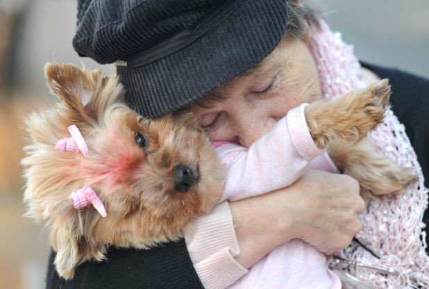 LeicestershireLive (@leicslive) on Twitter photo Gog's owner thanks 'people of Leicester' for help tracing beloved pet (video): bit.ly/1QIrcR2 Gog's owner thanks 'people of Leicester' for help tracing beloved pet (video): bit.ly/1QIrcR2