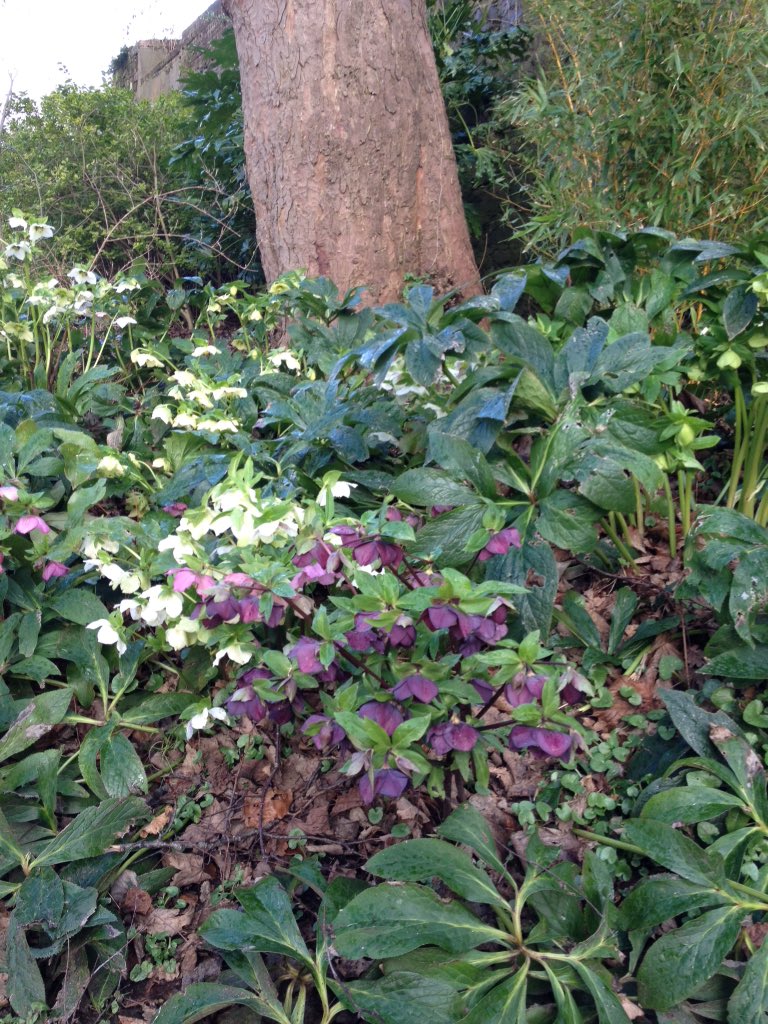 JP_Archscape's tweet photo. Lunchtime walk in the Park today #hellabores #springtime @The_RHS https://t.co/gQ9IGD5A4d