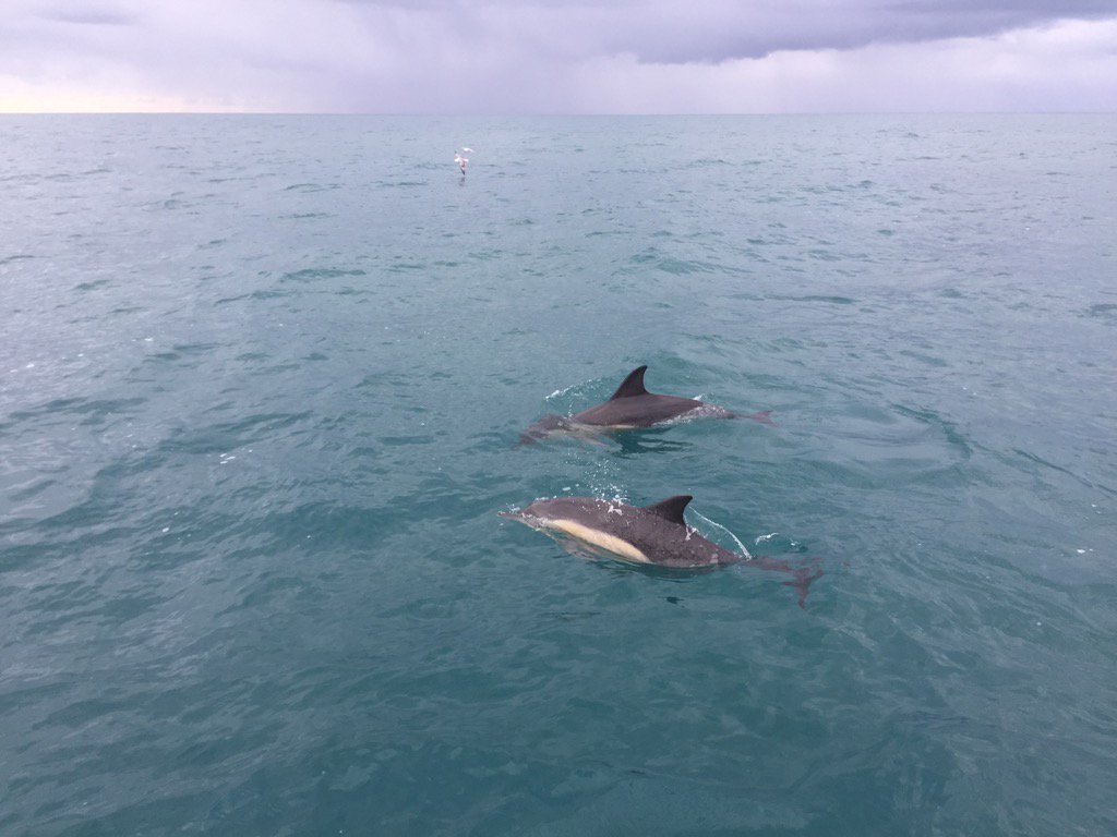 Stones Marine Timber tweet media