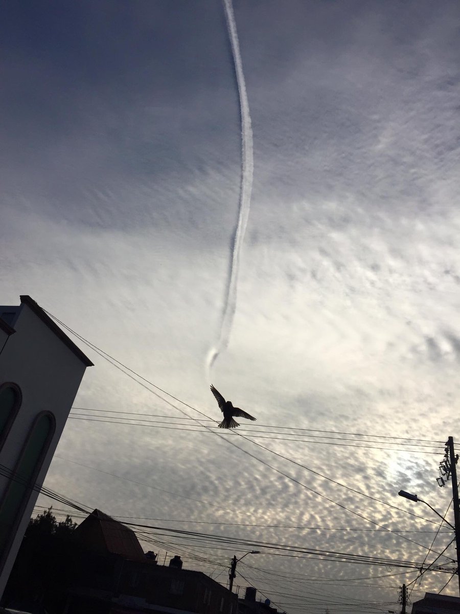 MirandaplusP's tweet image. 