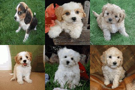 small dog puppies for sale