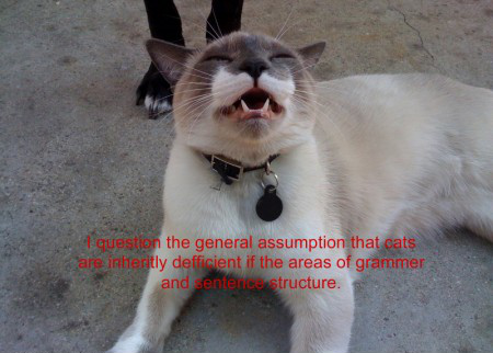 LOL_Cats (@lolcats_fun) on Twitter photo 