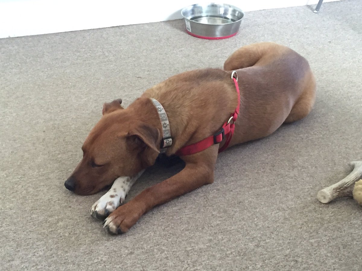 Spotofclass's tweet image. Lexi spent today with me at the Colorado Therapeutic Riding Center. She was awesome! Even met our miniature horse!