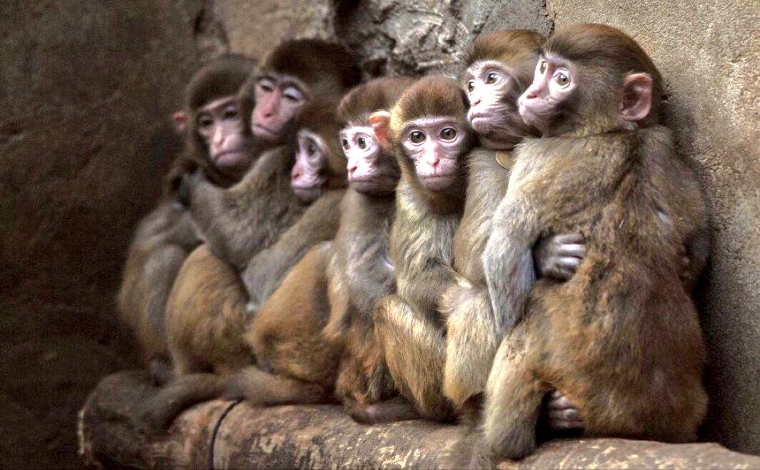 Whippenz's tweet photo. Another Aspect Of #China's BARBARIC #AnimalAbuse. The Cruel World Of #MonkeyTraining‼️
⏩https://t.co/I3Bu3gCTaq https://t.co/0a5PNNAfx7