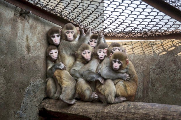 Whippenz's tweet photo. Another Aspect Of #China's BARBARIC #AnimalAbuse. The Cruel World Of #MonkeyTraining‼️
⏩https://t.co/I3Bu3gCTaq https://t.co/0a5PNNAfx7