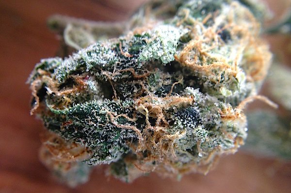 ThinkTankExile's tweet photo. Insider Information: Understanding #Cannabis Terpenes - https://t.co/pZspB5MSxk #aroma #terpene https://t.co/lvii8DEByz